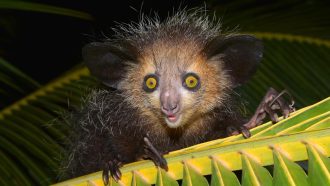 Aye-aye -Daubentonia madagascariensis- on a palm frond, Masoala Peninsula, Madagascar