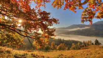 Autumn forest in the mountains