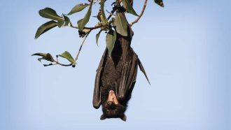 Scary wild bat hanging upside down. Australian Flying Fox. They are known to be carriers of ABLV lyssavirus or Hendra Virus Corona these two infections can pose a serious risk to human health