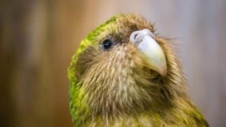 2RRJTGB 220809 -- WELLINGTON, Aug. 9, 2022 -- File photo taken on Sept. 13, 2018 shows a Kakapo at the Orokonui Ecosanctuary in Dunedin, New Zealand. The population of New Zealand s critically endangered flightless parrots, kakapo, have increased from 197 to 252 in the 2022 breeding season. Photo by Yang Liu/Xinhua NEW ZEALAND-FLIGHTLESS PARROTS-POPULATION GuoxLei PUBLICATIONxNOTxINxCHN