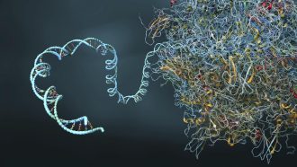 Illustration of a ribosome. Ribosomes are macromolecular complexes in the cytoplasm of cells where proteins are produced. Ribosomes translate the nucleotide sequence of an mRNA into the amino acid sequence of the polypeptide chain of a protein.