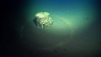 A barrel thought to contain DDT waste products rests on the bottom of the ocean floor off of the coast of Los Angeles. Many of the barrels, which were dumped between 1947 and 1982, are surrounded by light-colored bacterial matte halos. The halos indicate a change to the microbial community in the sediment and the scientists hope to learn what bacteria are there and what chemicals they are breaking down.
