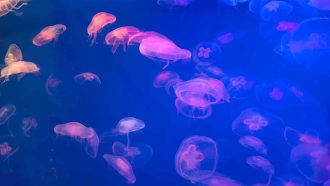 Moon jellyfish Aurelia aurita in the water. Aurelia aurita (also called the common jellyfish, moon jellyfish, moon jelly, or saucer jelly)