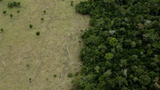Area in Amazon Forest deforested for cattle and remaining forest.