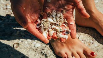 People and nature. Woman collecting shells on a beach
