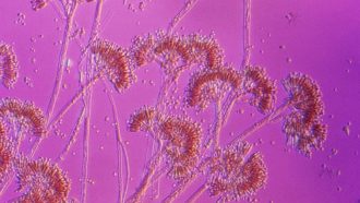 The Penicillium mould which produces the penicillin antibiotic. Magnification 400X.