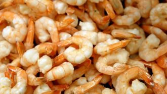Prawns on fish market, background for fishing industry